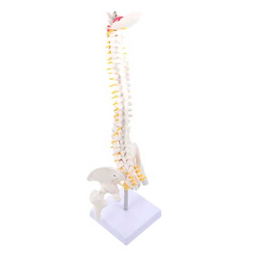 Human bone tailbone pelvis - human,