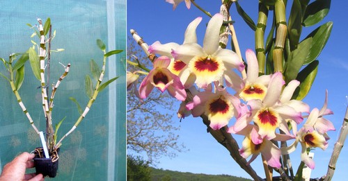 Dendrobium nobile - , (hybride)