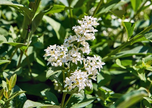 Ligustro sinense ligustrum - sinense, "ligustrum