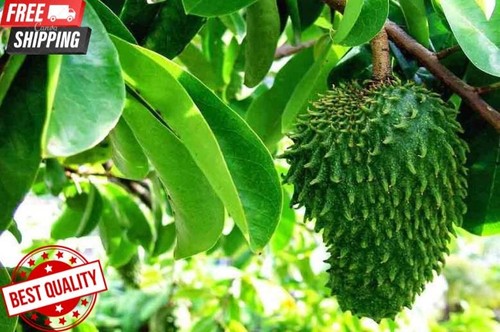 Foglie soursop essiccate - foglie, |