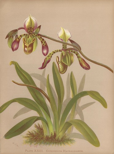 Stampa antica orchidea - stampa,