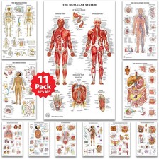 11 Poster Anatomia Umana -