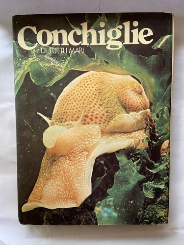 Conchiglie tutti mari - conchiglie,