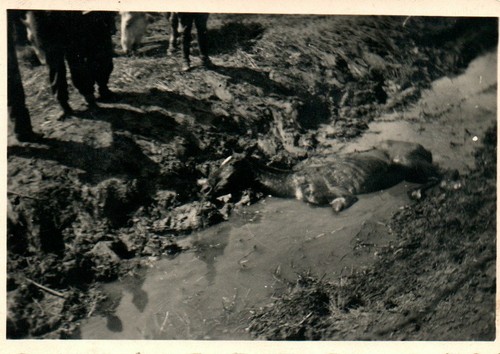 Foto seconda guerra mondiale - guerra,