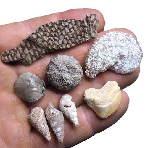 Lotto fossili misti gastropode