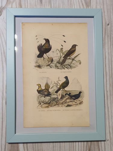 1852 litografia stampa