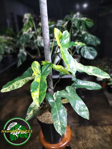 Quadro reale philodendron - quadro,