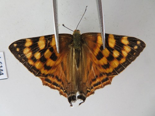 L6144 insetti non - l6144.,