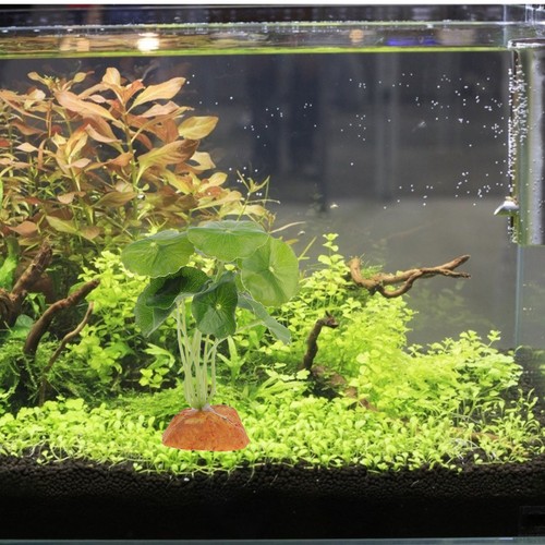 Piante per terrario finte - per,