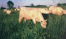 Semi di erba da frutteto