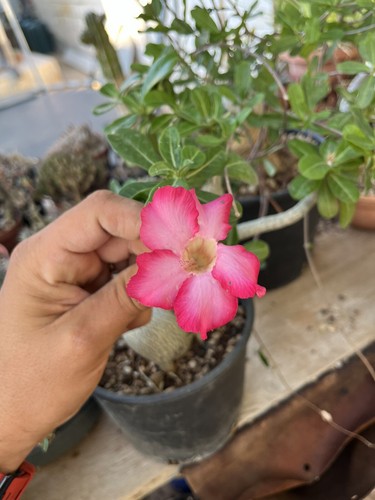 Adenium obesum rosa - adenium,