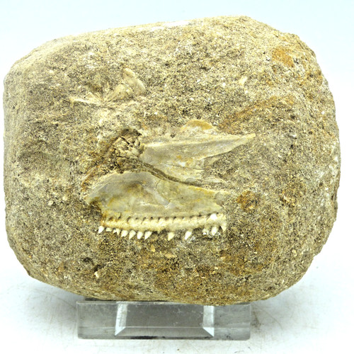Extinct cretaceous fossil - extinct,