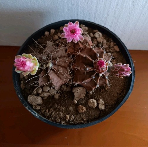 Gymnocalycium mihanovichii - gymnocalycium,