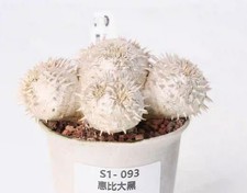 Pot 9cm Rare Cacti Plant