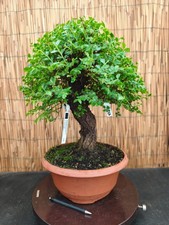 Bonsai di Olmo Parvifolia h