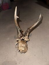 Corna Di Capriolo Con Teschio Parziale