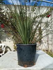 Dasylirion Longissimum In Vaso