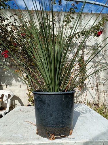 Dasylirion longissimum vaso - longissimum, in