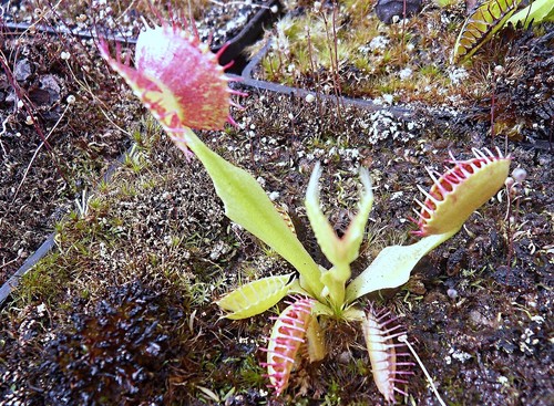 Dionaea muscipula suspiria - dionaea, 'suspiria