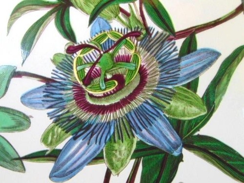 Old mark portmeirion - old,