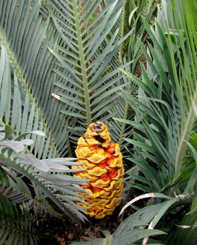 Encephalartos cerinus - -,