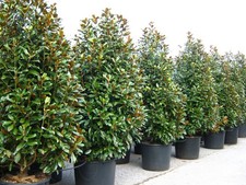 Magnolia grandiflora pianta