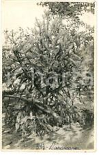 1930 ca CONGO BELGE - KATANGA - Araucaria *Photo L. GABRIEL n° 313