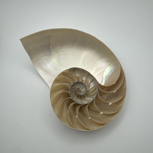 Vintage lucido nautilus shell - nautilus,