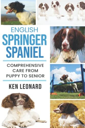 English springer spaniel - springer,