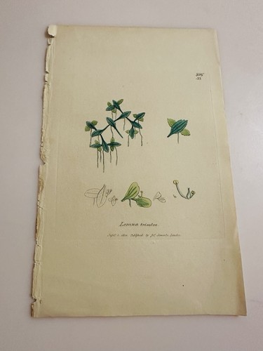 Xix secolo 1801 - xix, lemna