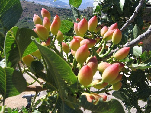 Semi pistacchio - semi, di