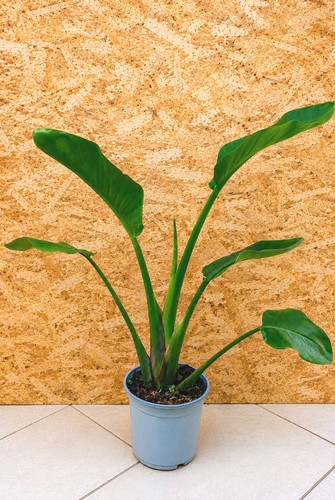 Strelitzia nicolai white - nicolai, bird