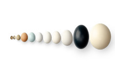 Uova decorative naturali - ,