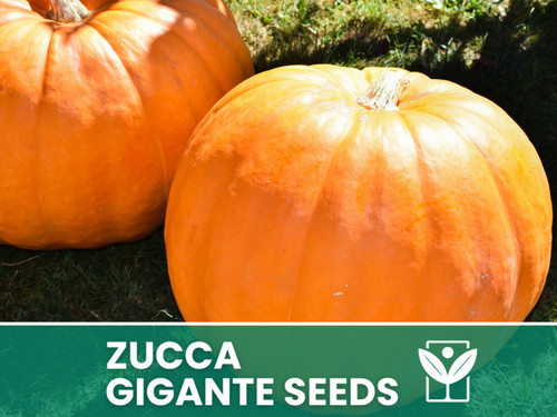 Zucca tonda napoli - napoli, –