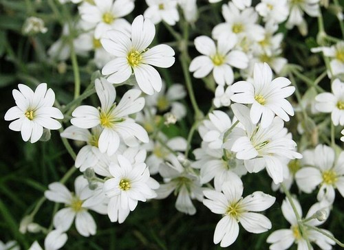 1000 graines gypsophile - graines, de