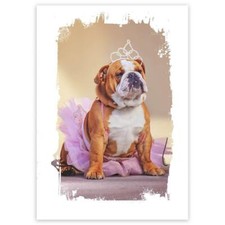 Adesivo regalo bulldog - regalo:,