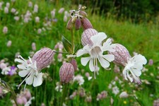 GOZZO DI PICCIONE - CRAVATTA -