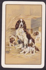 Springer spaniel dog - spaniel, puppy