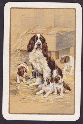 Springer spaniel dog - springer,