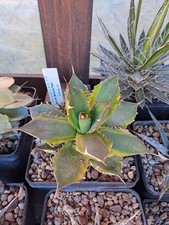 Agave titanota "Banana Peel"