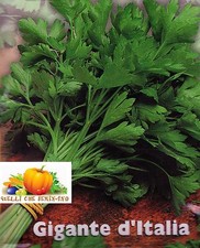 500 SEMI DI PREZZEMOLO GIGANTE