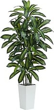 Albero di Dracaena