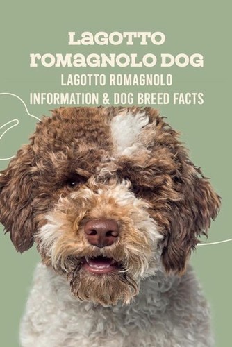 Lagotto romagnolo dog - lagotto, dog: