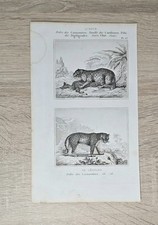 Antica incisione su rame 1850