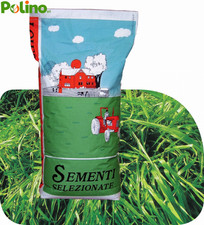 SEMI LOIETTO ITALICO WESTERVOLDICO TETRAPLOIDE FORAGGERE