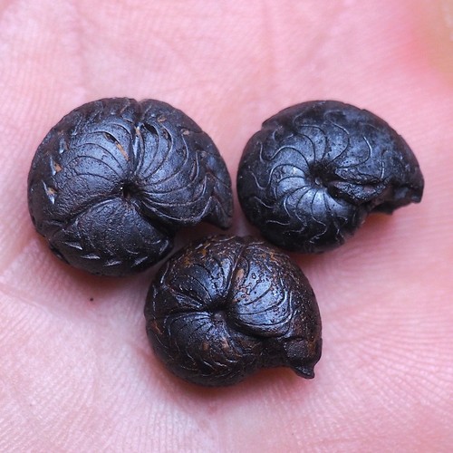 Goniatite fossile ematite