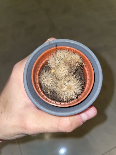 Pianta cactus - pianta,
