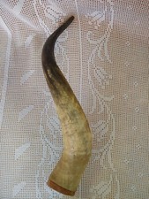 Antico Corno di Bue grandi dimensioni  epoca fine 800