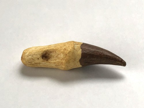Mosasaurus dente radicato - dente,
