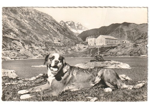 1952 cartolina fotografica